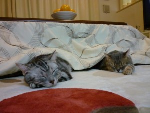 Kotatsuda uyuyan kediler