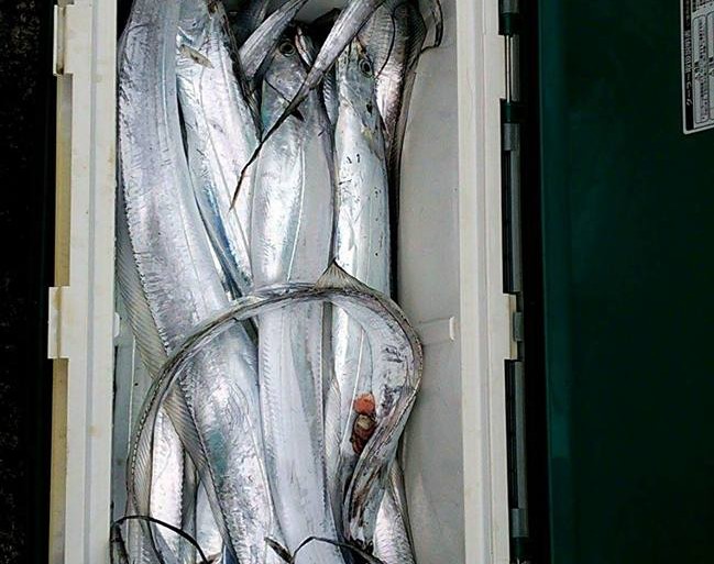 13934724_1016037531845132_4411395103780156845_n